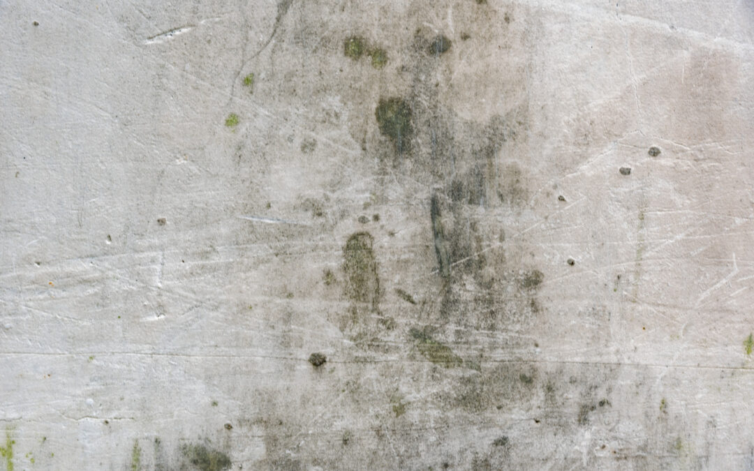 How to Detect Mold in Your Home: Signs to Watch Out For
