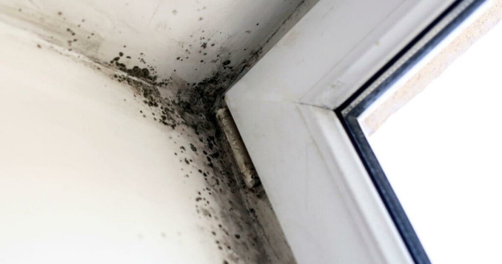 Understanding the Health Risks of Mold and the Importance of Professional Remediation